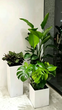 鄞州花卉租用商家五大方法，简单有效